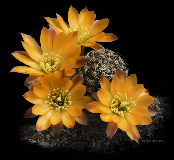 Kwitnące kaktusy - Rebutia haagei  x pygmaea 2B1.jpg